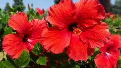 Trópico en casa: secretos para que el hibisco florezca toda la temporada
