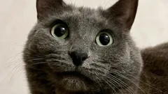 ¿Le hablas a tu gato… y de verdad te escucha? La ciencia lo explica