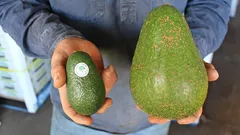 Cómo elegir bien el aguacate: consejos que siempre funcionan